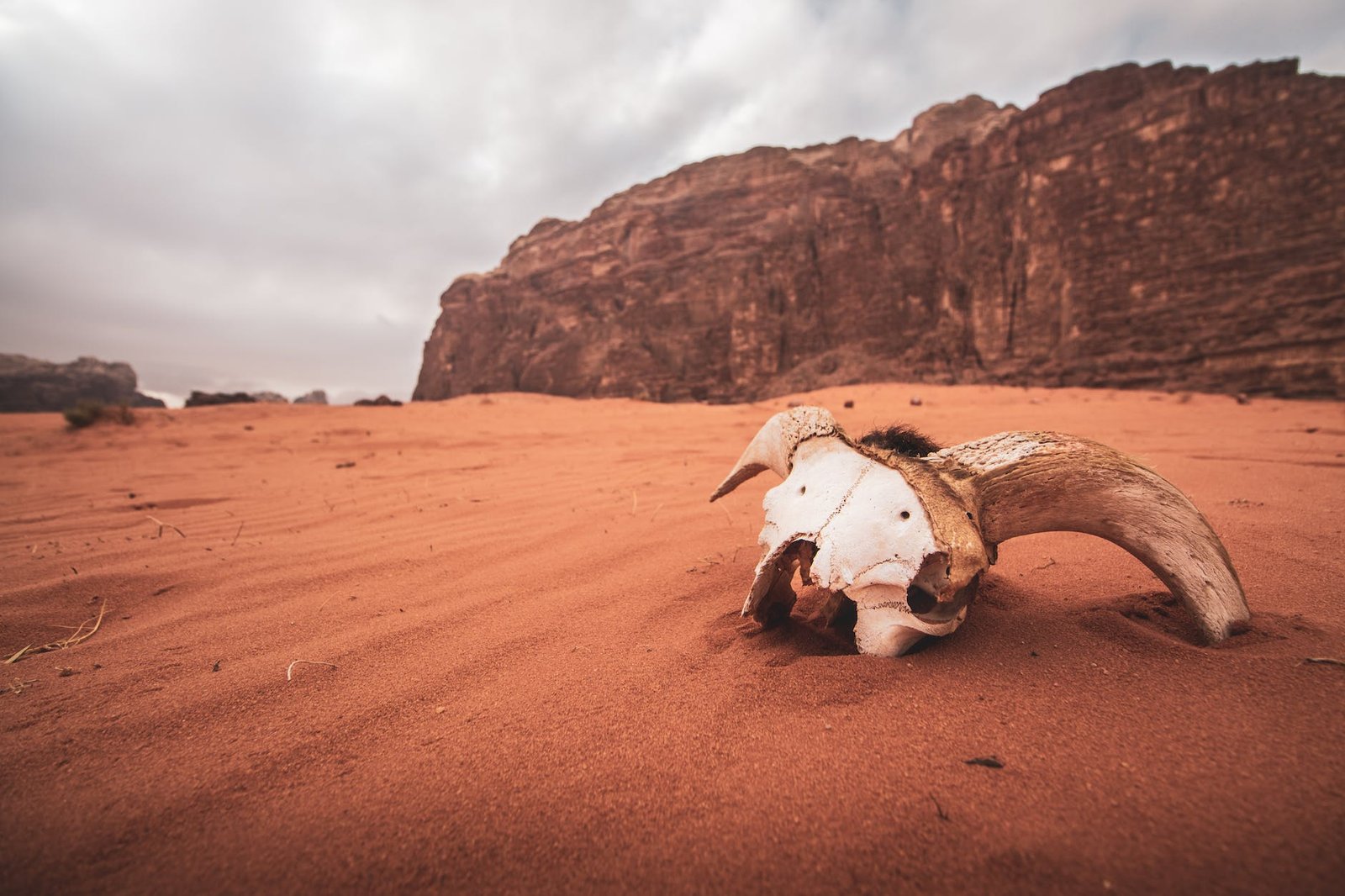 white animal skull on sand