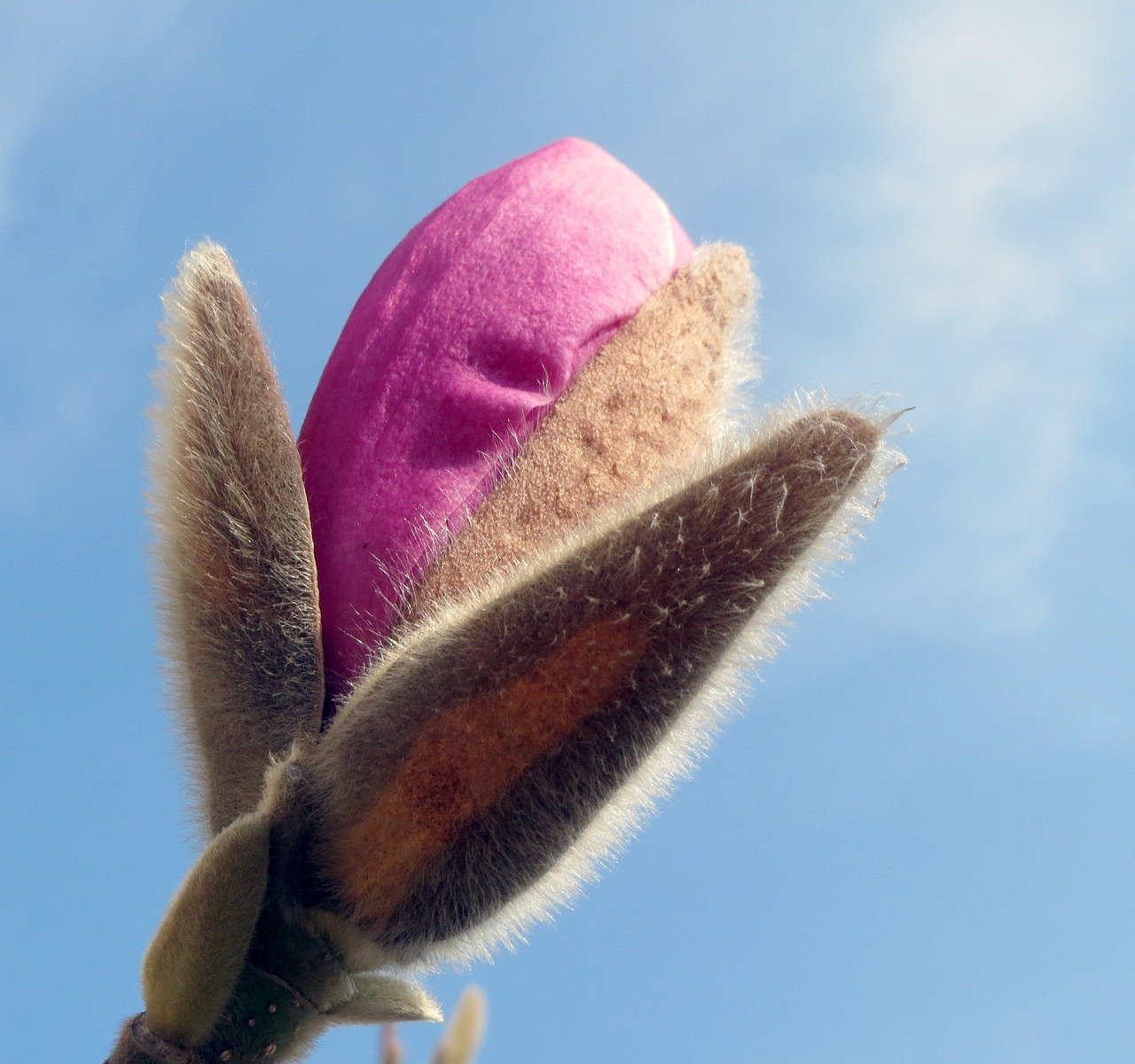 magnolia, bud, spring-937736.jpg